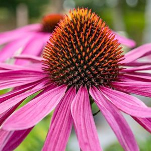 Эхинацея пурпурная "Primadonna Deep Pink"