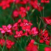 Гвоздика травянка "Flashing Light"