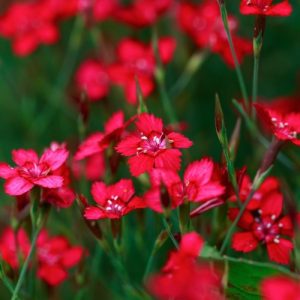 Гвоздика травянка "Flashing Light"