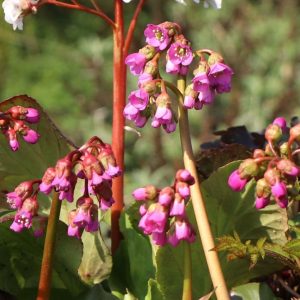 Бадан сердцелистный "Winterglut"