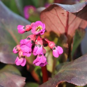 Бадан сердцелистный "Winterglut"