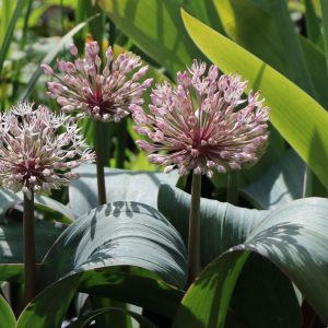 Лук каратавский