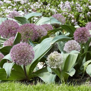 Лук каратавский