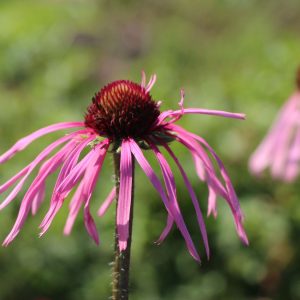 Эхинацея паллида