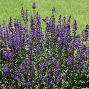 Шалфей дубравный "Blaukönigin"