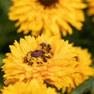 Рудбекия волосистая "Maya"