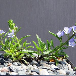 Вероника Шмидта