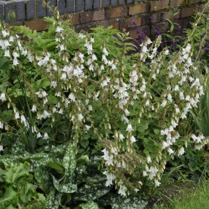 Колокольчик чесночницелистный