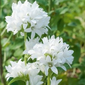 Колокольчик сборный var. alba