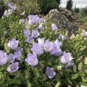 Колокольчик средний "Blue single"