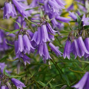 Колокольчик Томазини