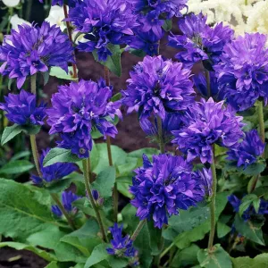 Колокольчик сборный var. dahurica