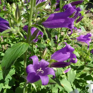 Колокольчик широколистный