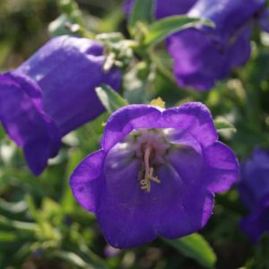 Колокольчик средний "Blue single"