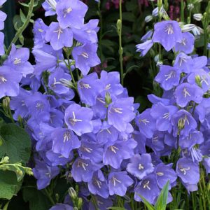 Колокольчик персиколистный "Telham Beauty"