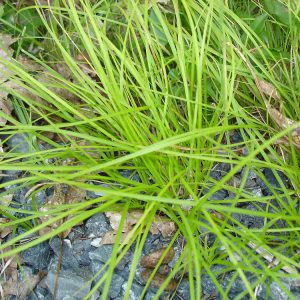 Осока подорожниковая "Blue Ridge"