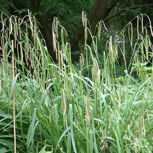 Осока висячая