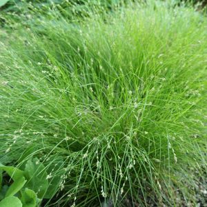 Осока раздвинутая