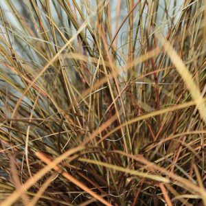 Осока петри