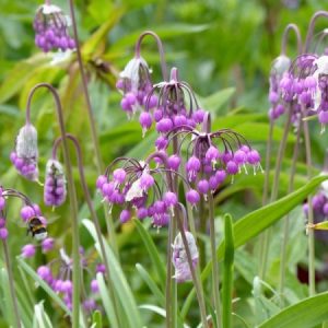 Лук склонённый