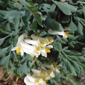 Хохлатка вечнозелёная "Alba"