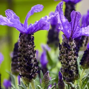 Лаванда стэхадская "Castilliano Violet"