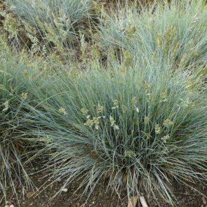 Овсяница овечья