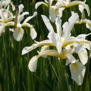 Ирис восточный