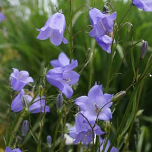 Колокольчик круглолистный