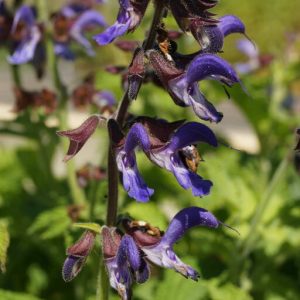 Шалфей miltiorrhiza "BLBP 01"