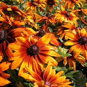 Рудбекия волосистая "Cappuccino"