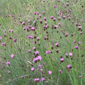 Гвоздика понтедерская