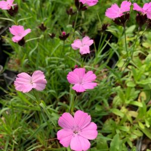 Гвоздика картузианская "Rupert"s Pink"