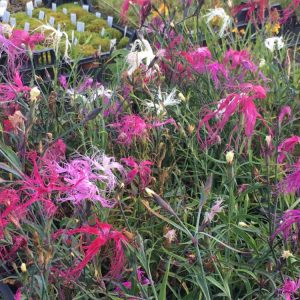 Гвоздика иненсис "Dancing Geisha"