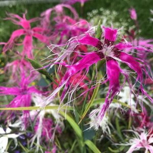 Гвоздика иненсис "Dancing Geisha"