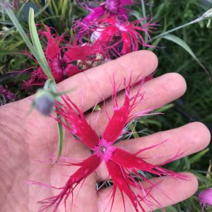 Гвоздика иненсис "Dancing Geisha"