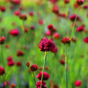 Гвоздика сосноволистная