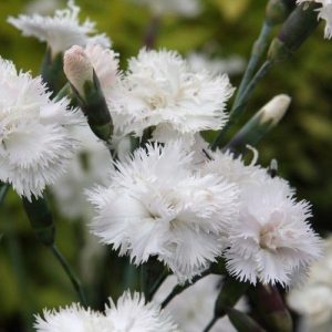 Гвоздика перистая "Albus"