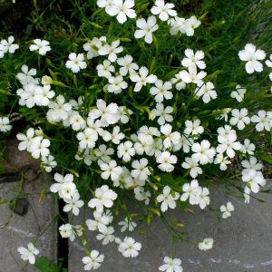 Гвоздика травянка "Albus"