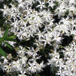 Гвоздика песчаная "Little Maiden"