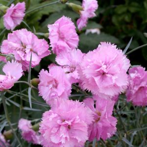 Гвоздика перистая "Roseus"