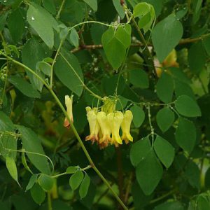 Дицентра лазящая