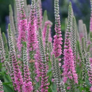 Вероника длиннолистная "Pink Shades"