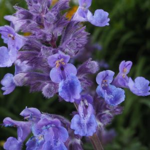 Котовник полусидячий "Pink Dreams"