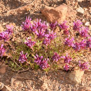 Тимьян длинноцветковый