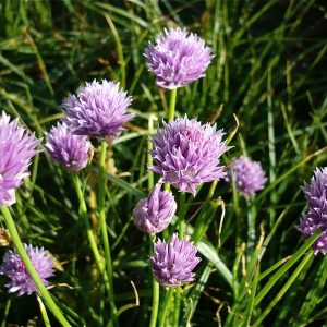 Лук скорода