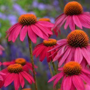 Эхинацея пурпурная "PowWow Wild Berry"