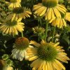 Эхинацея пурпурная "Mellow Yellows"