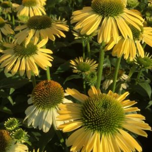 Эхинацея пурпурная "Mellow Yellows"