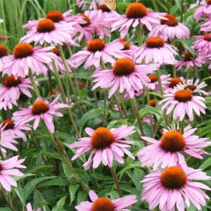 Эхинацея пурпурная
